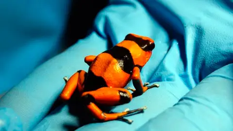 Una de las ranas decomisadas en el aeropuerto de Bogotá Una de las ranas decomisadas en el aeropuerto de Bogotá