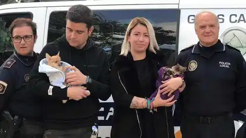 Anamales rescatados en Ciudad de Asis Se descubrió gracias a la llamada de un vecino