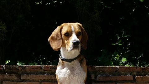 Un perro de la raza beagle