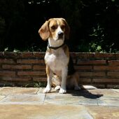 Un perro de la raza beagle
