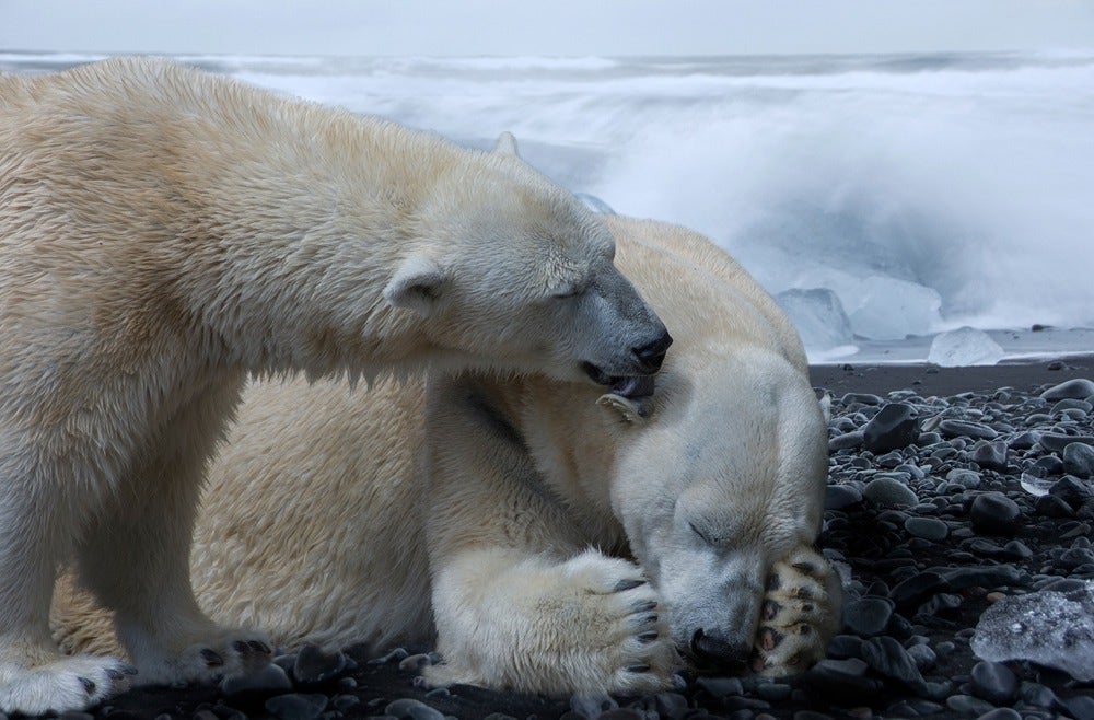Big Van Ciencia: Las consecuencias del cambio climático en los animales Big Van Ciencia: Las consecuencias del cambio climático en los animales