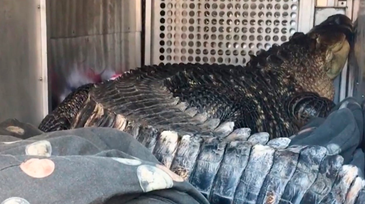 Va a desalojar al inquilino y se encuentra con un caimán en el jacuzzi Va a desalojar al inquilino y se encuentra con un caimán en el jacuzzi