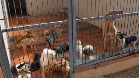 Algunos de los perros que necesitan adopci&oacute;n