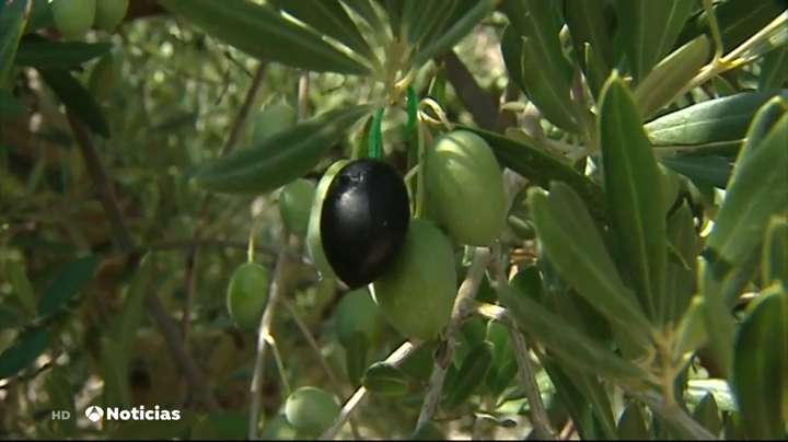 El cambio climático afecta a la producción de uvas y olivas El cambio climático afecta a la producción de uvas y olivas