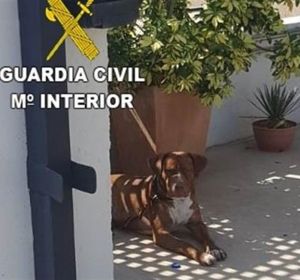 El perro fue abandonado en la Vilavella. El perro fue abandonado en la Vilavella.