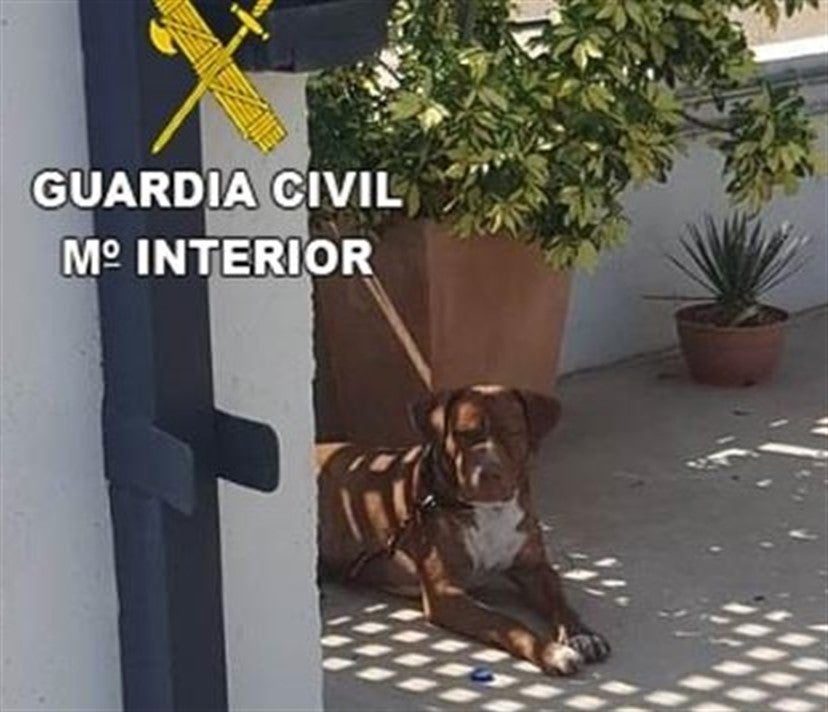 Investigan a dos personas por abandonar a un perro atado al sol sin agua ni comida Investigan a dos personas por abandonar a un perro atado al sol sin agua ni comida