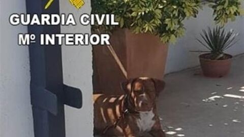 El perro fue abandonado en la Vilavella.