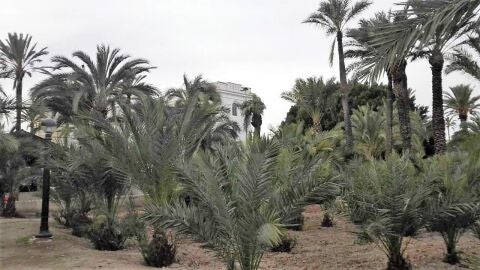 Huerto de Vicentet de Elche
