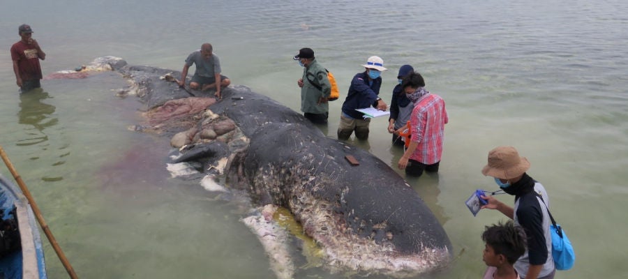 La ballena hallada muerta en Indonesia La ballena hallada muerta en Indonesia