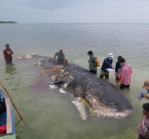 La ballena hallada muerta en Indonesia La ballena hallada muerta en Indonesia