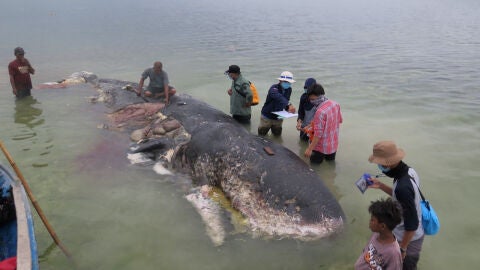 La ballena hallada muerta en Indonesia
