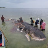 La ballena hallada muerta en Indonesia