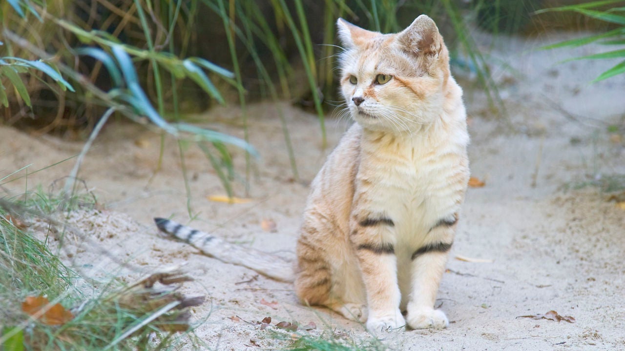 Australia planea matar a 2 millones de gatos para 2020  Onda Cero 