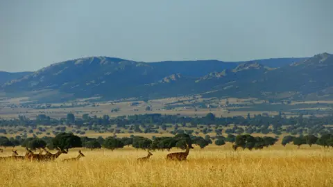 Defienden la caza en el área del Parque de Cabañeros Defienden la caza en el área del Parque de Cabañeros