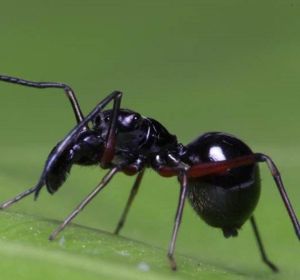 La araña 'Toxeus magnus' que amamanta a sus crías La araña 'Toxeus magnus' que amamanta a sus crías