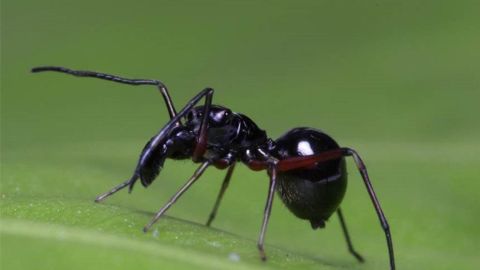 La ara&ntilde;a 'Toxeus magnus' que amamanta a sus cr&iacute;as