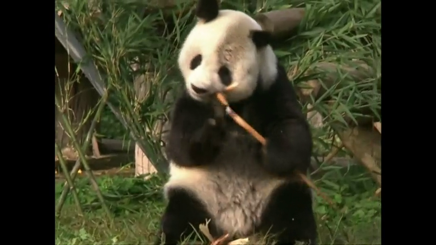 "Cuando se quiere se puede y quizás algún dia nosotros hagamos lo mismo con el lince" "Cuando se quiere se puede y quizás algún dia nosotros hagamos lo mismo con el lince"