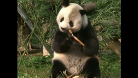 Un oso panda gigante de 28 a&ntilde;os supera una operaci&oacute;n de c&aacute;ncer testicular