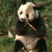 Un oso panda gigante de 28 años supera una operación de cáncer testicular