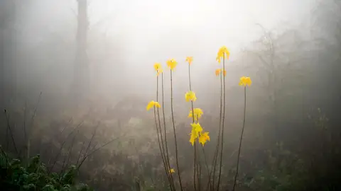 Comienza el frío (4-12-18) Las temperaturas de congelación han creado un comienzo frío que afecta a las plantas