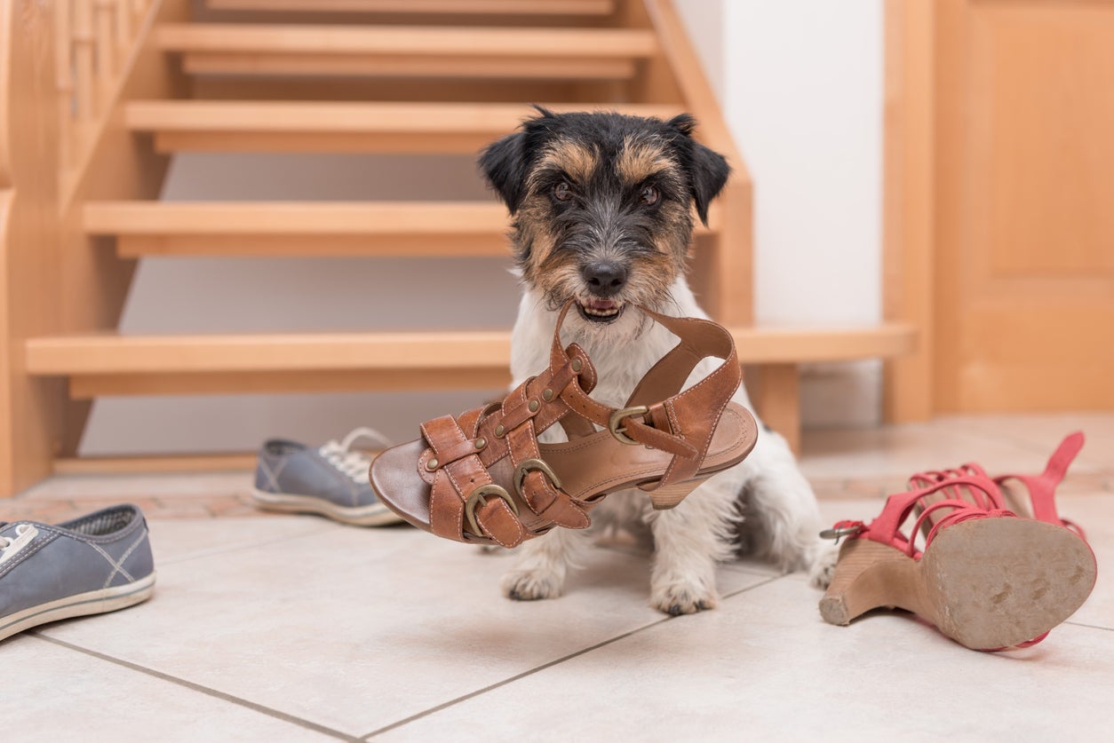 ¿Por qué mi perro se come mi ropa cuando se queda solo en casa? ¿Por qué mi perro se come mi ropa cuando se queda solo en casa?