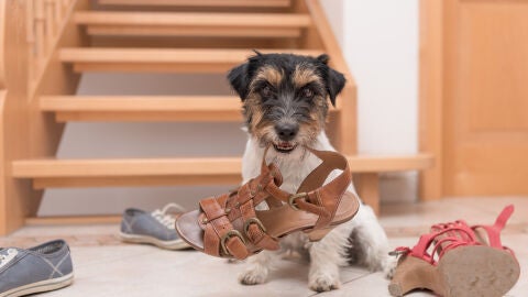 Un perro esconde sandalias por toda la casa
