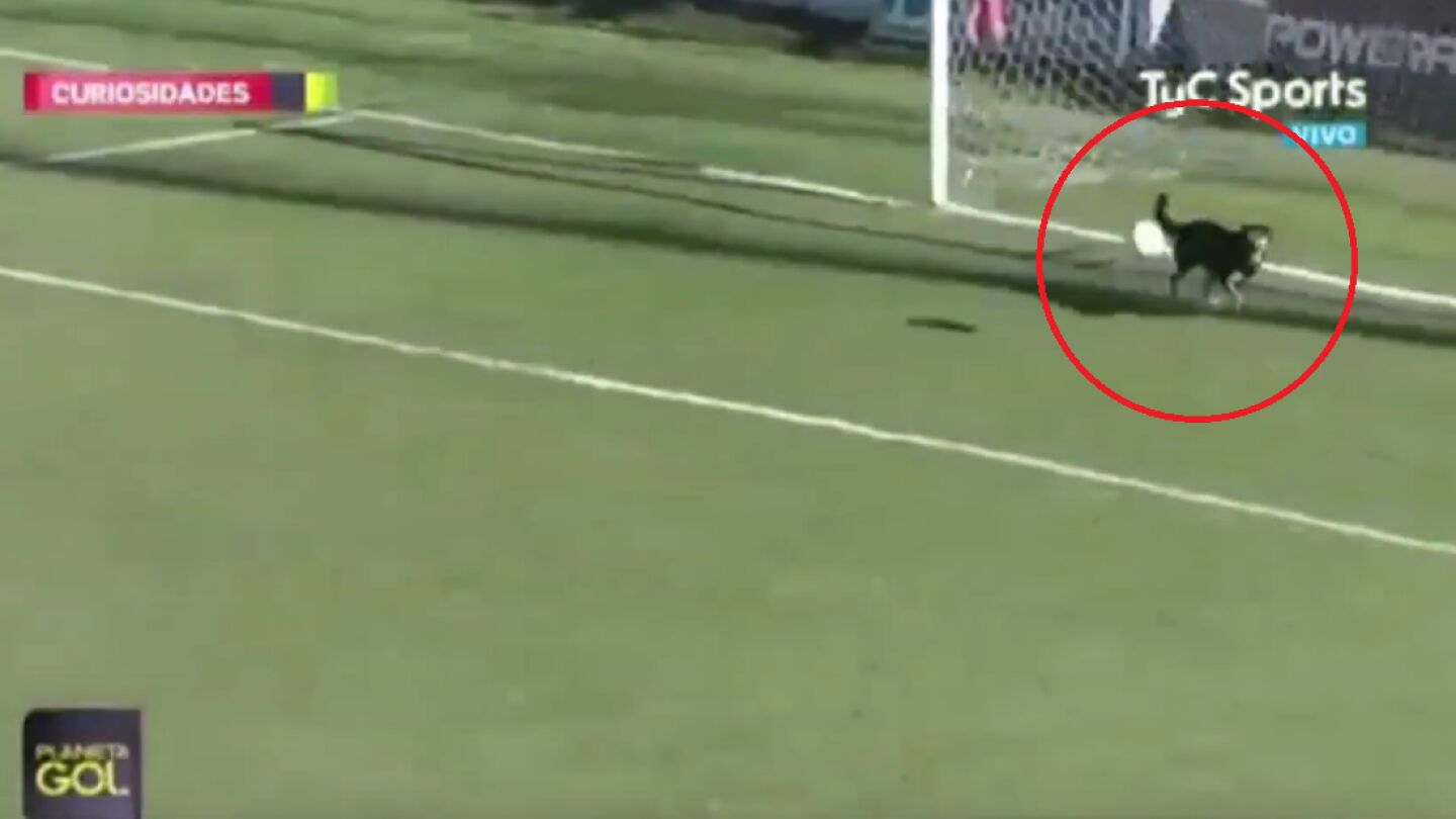 Un perro evita un gol