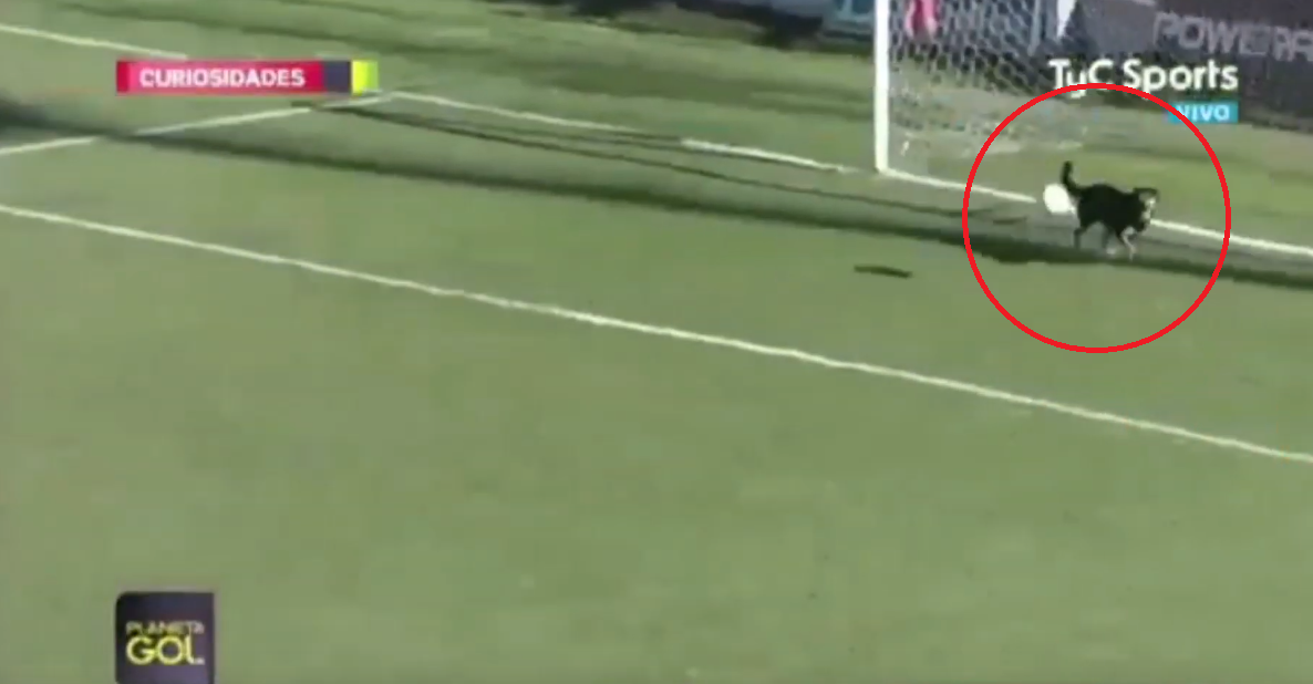 El mejor amigo del hombre: un portero la pifia y el gol lo evita... ¡un perro! El mejor amigo del hombre: un portero la pifia y el gol lo evita... ¡un perro!