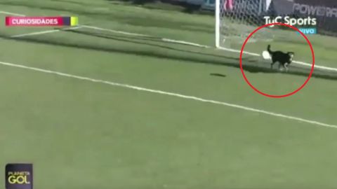 Un perro evita un gol