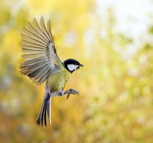 pajaros pajaros