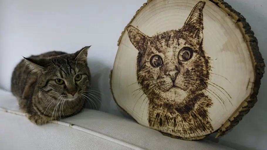 GATO GATO
