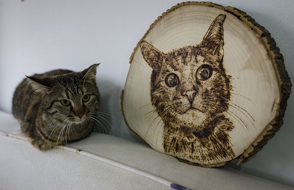 Lo que la ciencia sabe de los gatos Lo que la ciencia sabe de los gatos