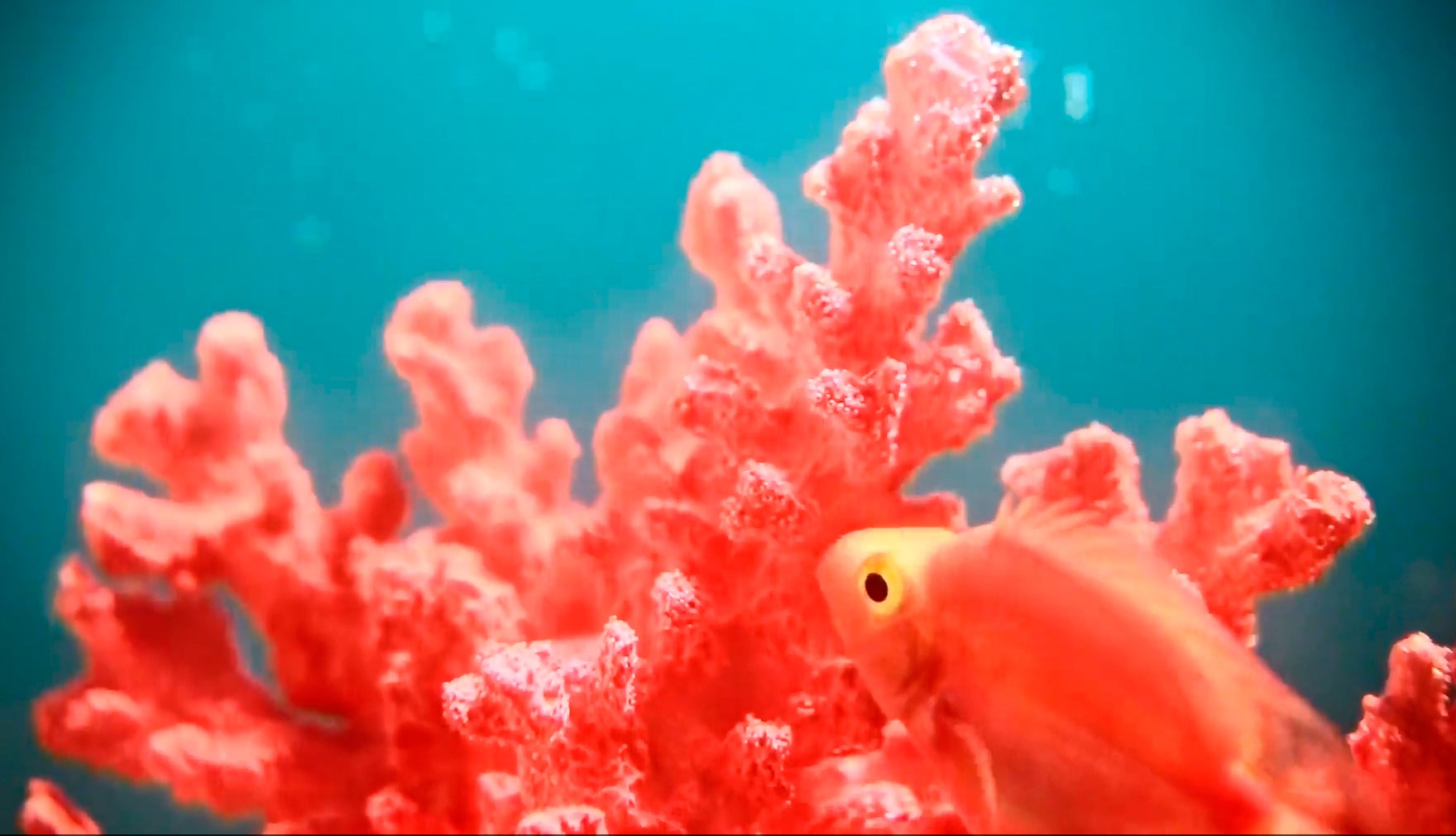 Éste es el color de 2019, según Pantone Éste es el color de 2019, según Pantone