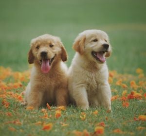 Dos cachorros de perro Dos cachorros de perro