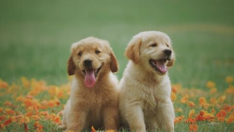 Dos cachorros de perro