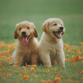 Dos cachorros de perro Dos cachorros de perro