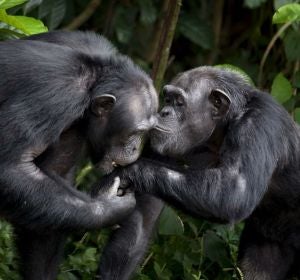 Chimpancés en 'Monkey Island' Chimpancés en 'Monkey Island'