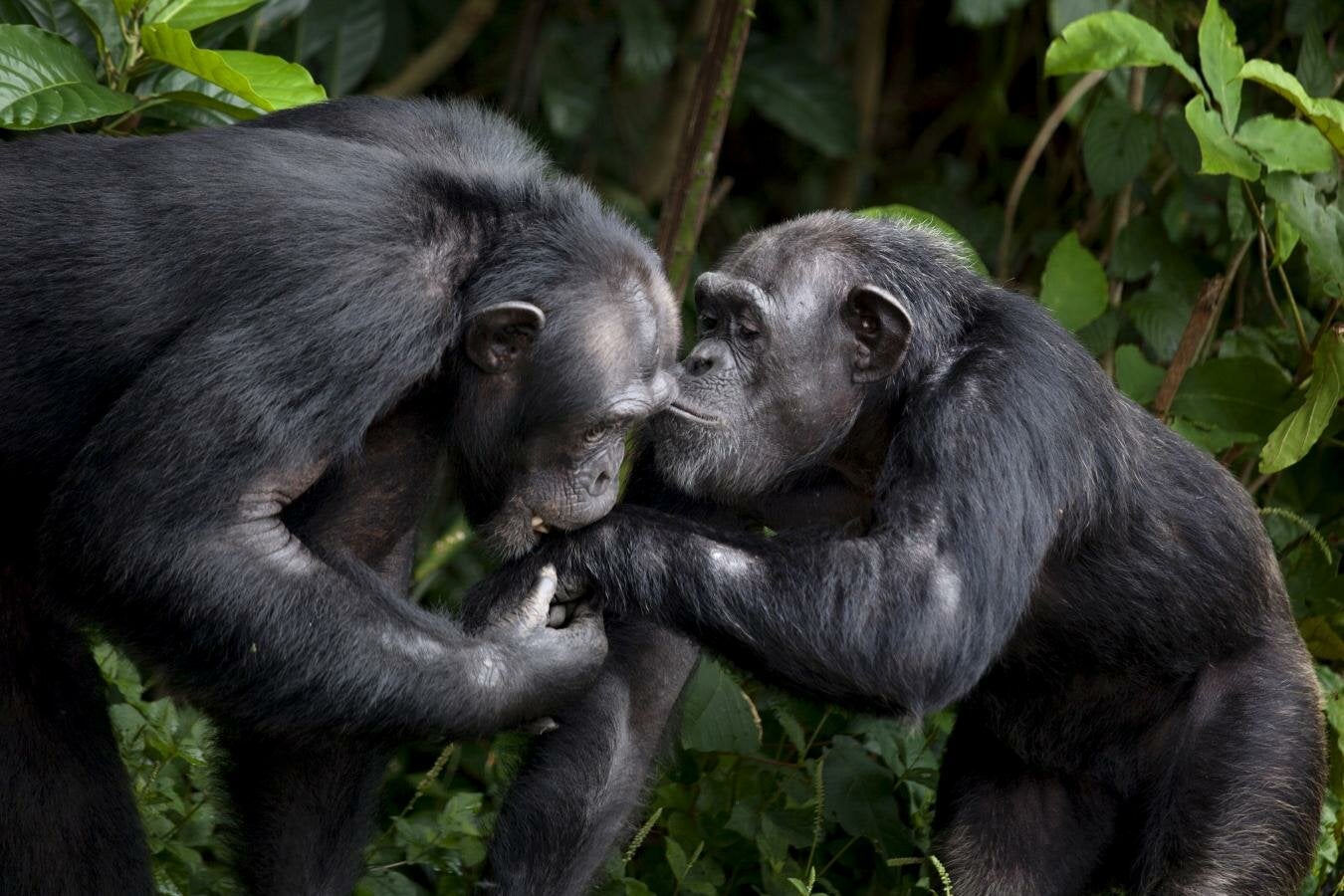El Círculo Secreto: La religión de los animales El Círculo Secreto: La religión de los animales