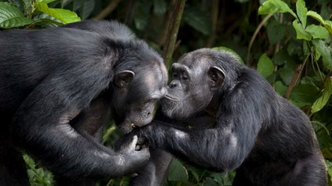 Chimpanc&eacute;s en 'Monkey Island'