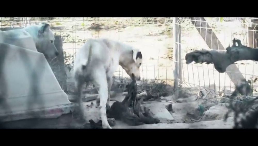 Perros hacinados, sin agua y alimentándose de otros animales muertos