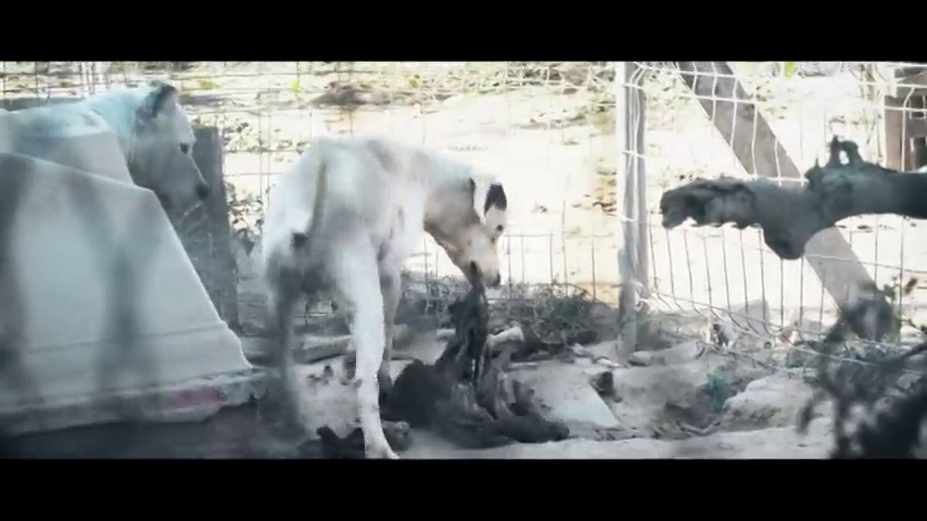 Denuncian un caso de maltrato animal en Murcia: una finca con perros hacinados, sin agua y comiendo otros animales muertos Denuncian un caso de maltrato animal en Murcia: una finca con perros hacinados, sin agua y comiendo otros animales muertos