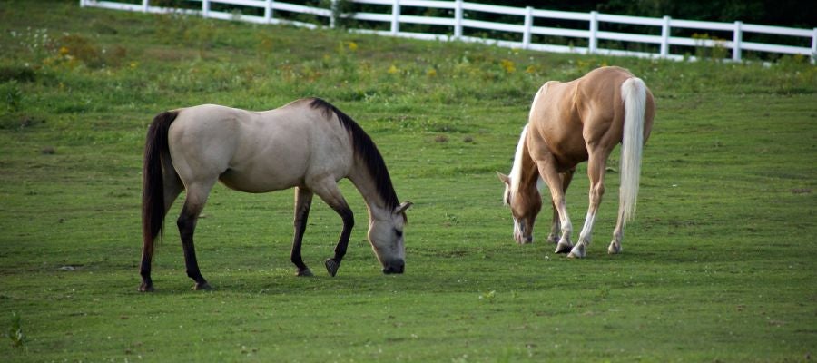 Dos caballos en el campo Dos caballos en el campo
