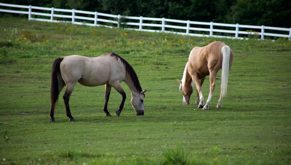 Dos caballos en el campo