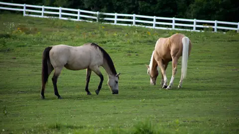 Dos caballos en el campo Dos caballos en el campo