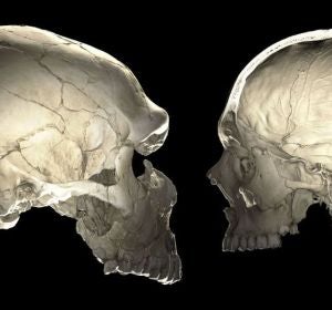 Los genes neandertales influyen en la forma de nuestros craneos Los genes neandertales influyen en la forma de nuestros craneos