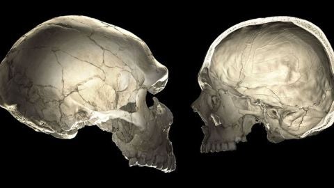 Los genes neandertales influyen en la forma de nuestros craneos