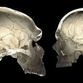 Los genes neandertales influyen en la forma de nuestros craneos