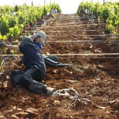 Un metodo sencillo y economico mide la erosion en los cultivos vitivinicolas