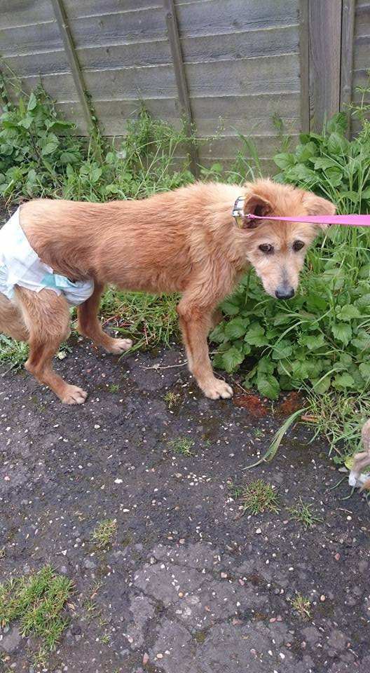 La trágica historia de Pincho, el perro que fue violado por el hermano de su propietario La trágica historia de Pincho, el perro que fue violado por el hermano de su propietario