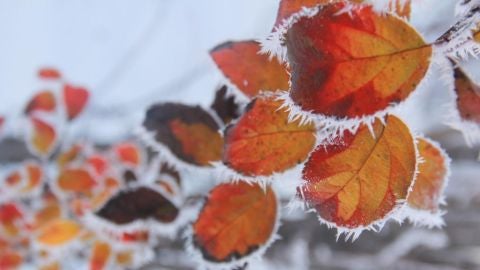 Hojas de un &aacute;rbol cubiertas de hielo 